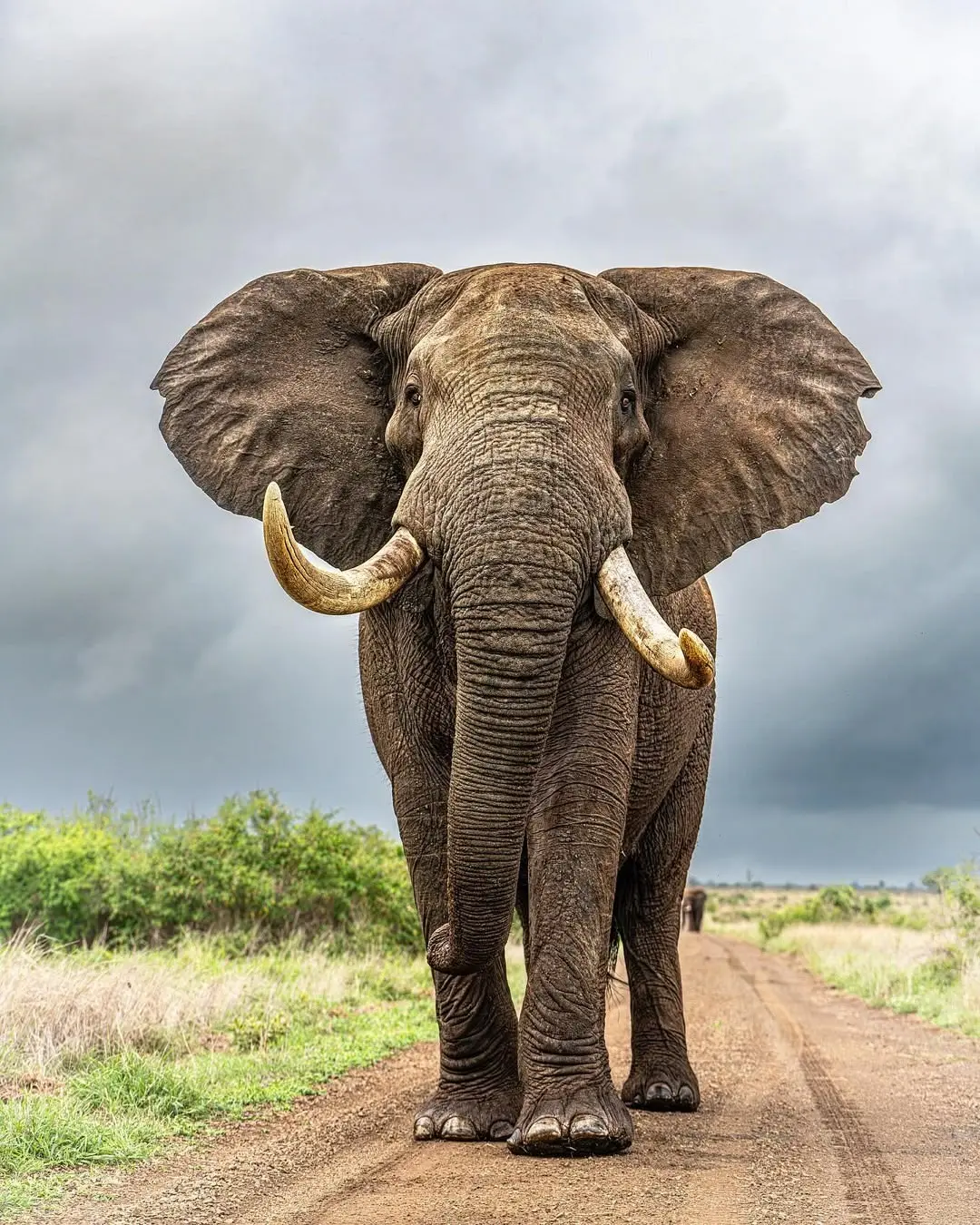 Majestic African elephant walking on a park road during our Kenya big five safari packages