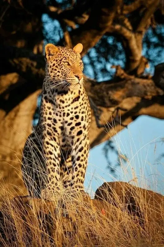 Elusive leopard perched on a tree branch, captured during our Kenya big five safari packages