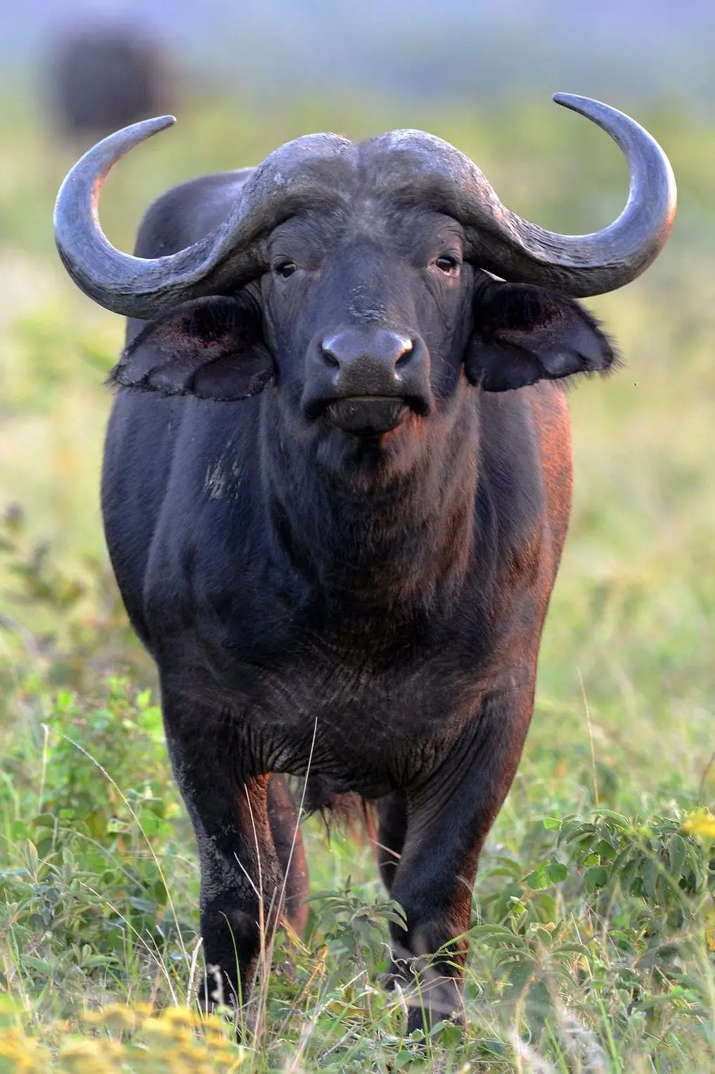 Cape buffalo standing in the savanna, a highlight of our Kenya big five safari packages