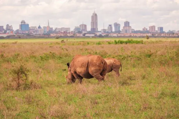 Rhino grazing in Nairobi National Park with the city skyline in the background, a unique feature of our Kenya big five safari packages