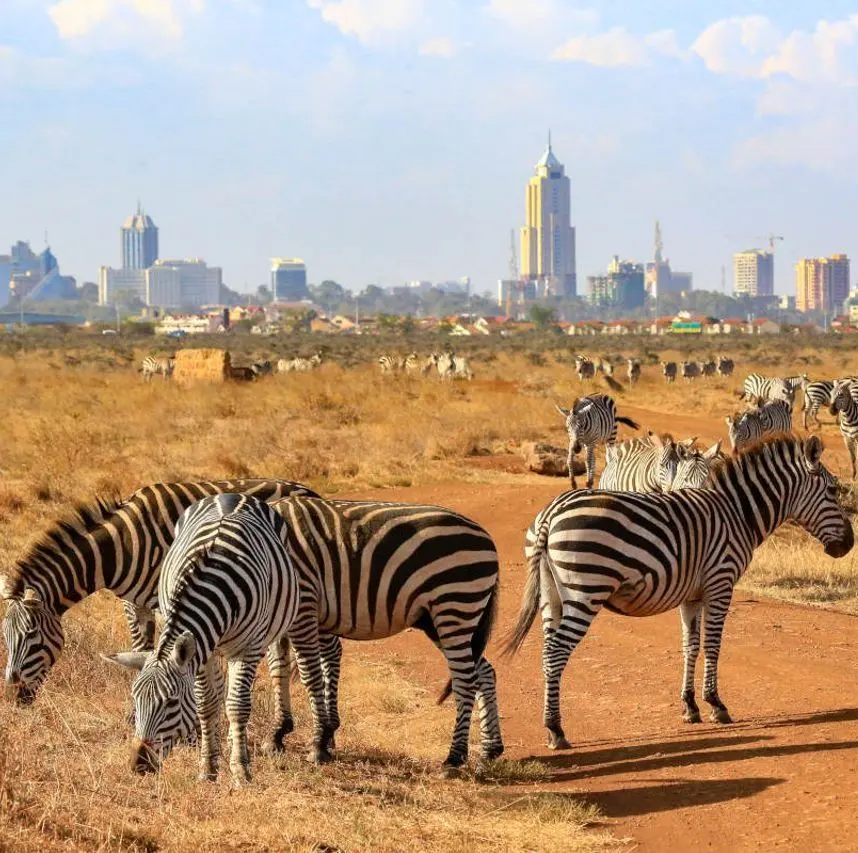 nairobi national park zebras