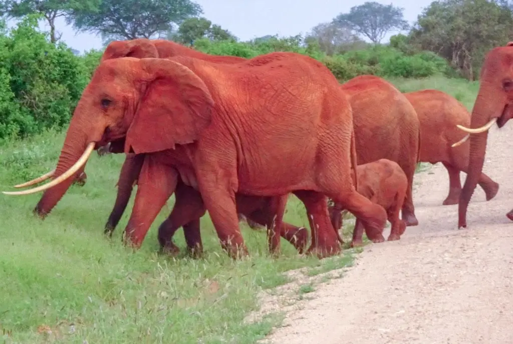 Herd of iconic red elephants in Tsavo East National Park, a highlight of our Kenya big five safari packages