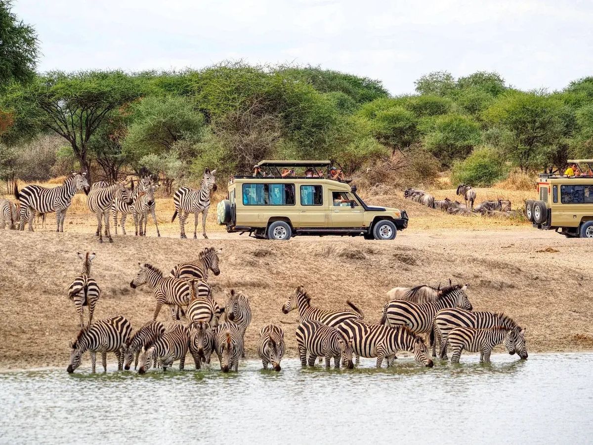3 Days Masai Mara Safari tour vehicle watching zebras and wildebeest at the riverbank