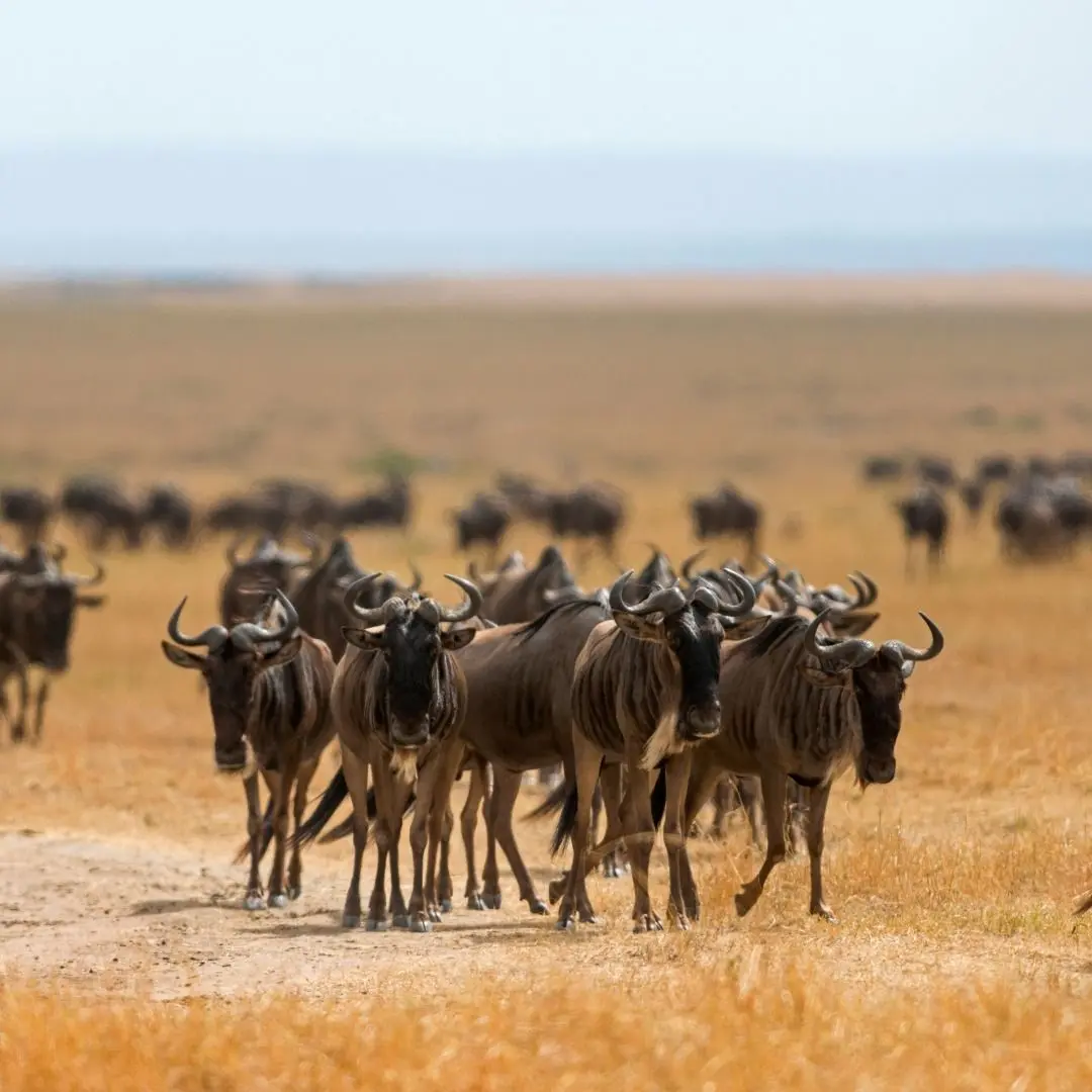Lush Landscapes Calving Season