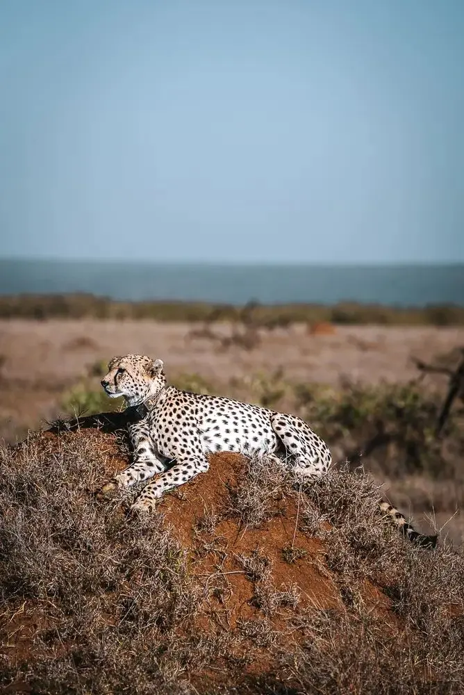 Scenic view of a cheetah on the savannah during a guided tour with the best Kenya safari packages