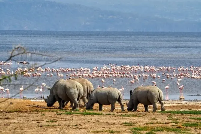 lake nakuru rhinos and flamingos
